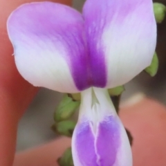 Unidentified Pea at Lockhart River, QLD - 2 Aug 2024 by lbradley