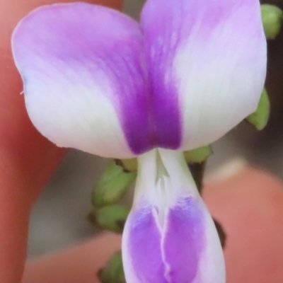 Unidentified Pea at Lockhart River, QLD - 2 Aug 2024 by lbradley