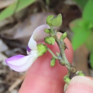 Neustanthus phaseoloides at Lockhart River, QLD - 2 Aug 2024 04:51 PM