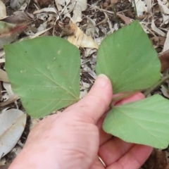 Neustanthus phaseoloides at Lockhart River, QLD - 2 Aug 2024 04:51 PM