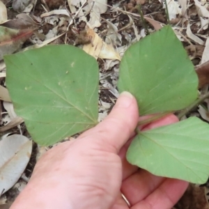 Neustanthus phaseoloides at Lockhart River, QLD - 2 Aug 2024 04:51 PM
