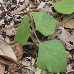 Neustanthus phaseoloides at Lockhart River, QLD - 2 Aug 2024 04:51 PM