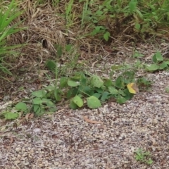 Neustanthus phaseoloides at Lockhart River, QLD - 2 Aug 2024 04:51 PM