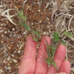 Themeda triandra (Kangaroo Grass) at Lockhart River, QLD - 2 Aug 2024 by lbradley