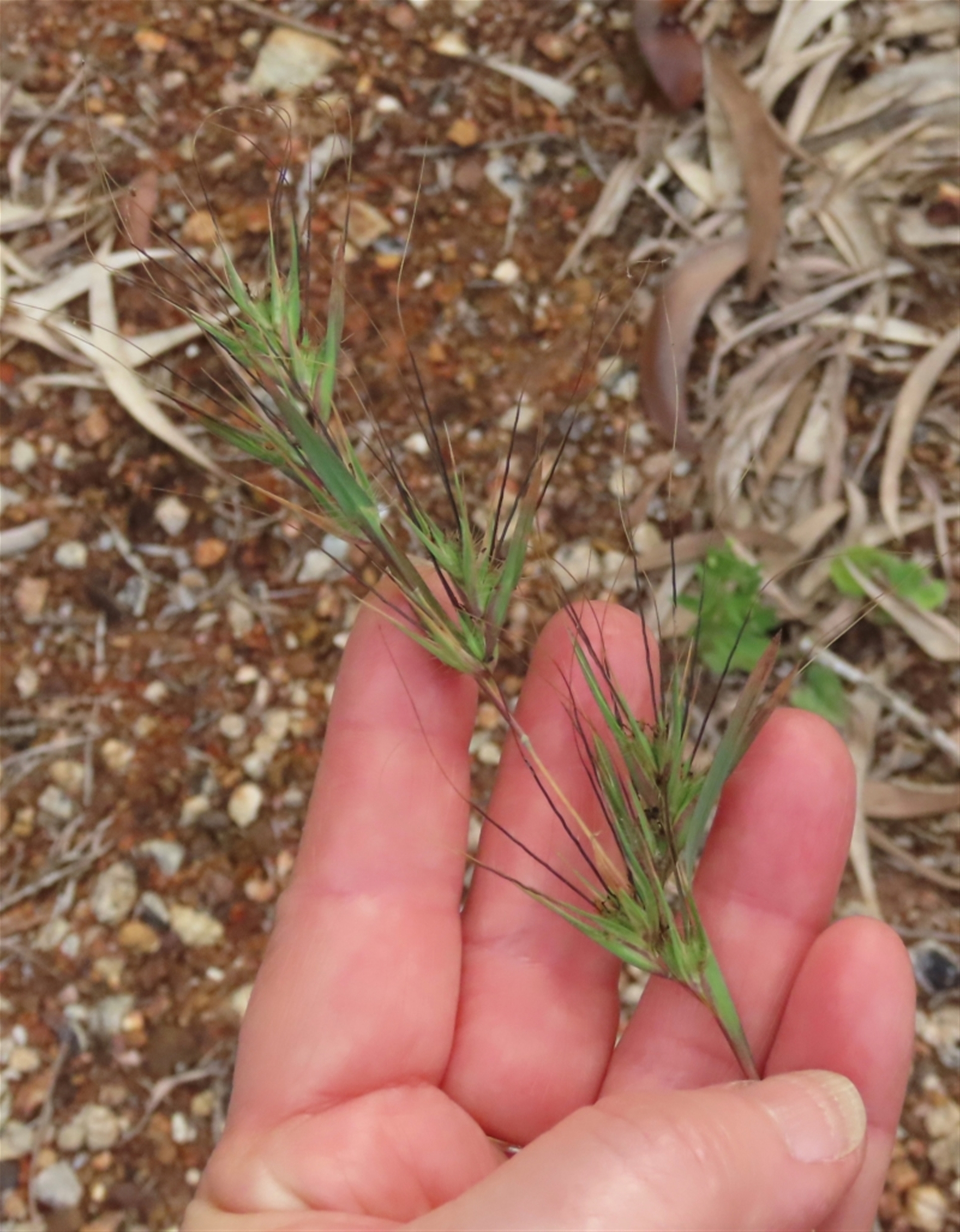 Themeda triandra at Lockhart River, QLD - 2 Aug 2024 04:47 PM
