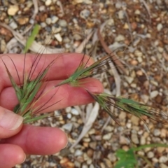 Themeda triandra at Lockhart River, QLD - 2 Aug 2024