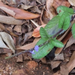 Stachytarpheta jamiacensis (Light Blue Snakeweed, Jamaican Snakeweed) at Iron Range, QLD - 2 Aug 2024 by lbradley