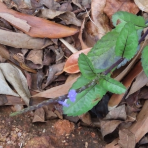 Stachytarpheta jamiacensis at Iron Range, QLD - 2 Aug 2024