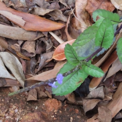 Stachytarpheta jamiacensis (Light Blue Snakeweed, Jamaican Snakeweed) at Iron Range, QLD - 2 Aug 2024 by lbradley