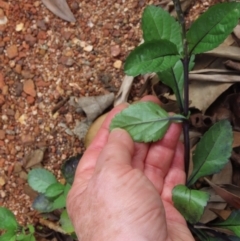 Stachytarpheta jamiacensis at Iron Range, QLD - 2 Aug 2024 04:41 PM