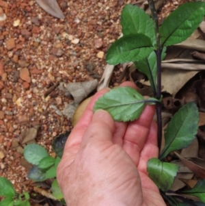 Stachytarpheta jamiacensis at Iron Range, QLD - 2 Aug 2024