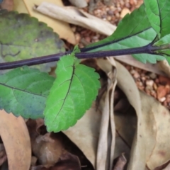 Stachytarpheta jamiacensis at Iron Range, QLD - 2 Aug 2024