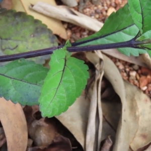 Stachytarpheta jamiacensis at Iron Range, QLD - 2 Aug 2024