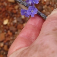 Stachytarpheta jamiacensis at Iron Range, QLD - 2 Aug 2024