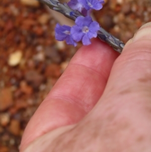 Stachytarpheta jamiacensis at Iron Range, QLD - 2 Aug 2024