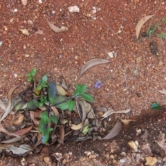 Stachytarpheta jamiacensis at Iron Range, QLD - 2 Aug 2024 04:41 PM