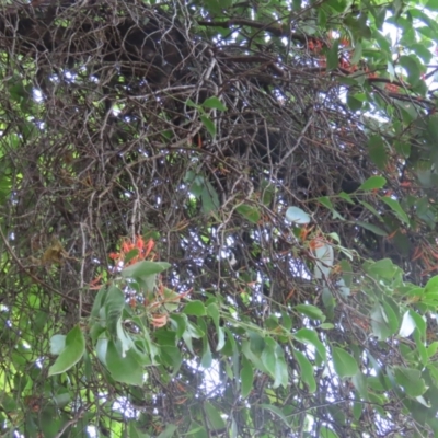 Amylotheca dictyophleba (Brush Mistletoe) at Iron Range, QLD - 2 Aug 2024 by lbradley