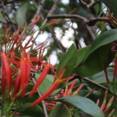 Amylotheca dictyophleba at Iron Range, QLD - 2 Aug 2024