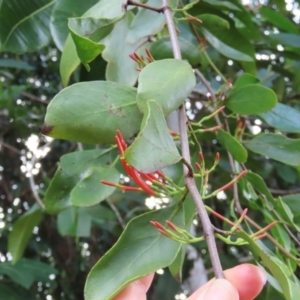 Amylotheca dictyophleba at Iron Range, QLD - 2 Aug 2024