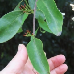 Amylotheca dictyophleba at Iron Range, QLD - 2 Aug 2024 04:36 PM