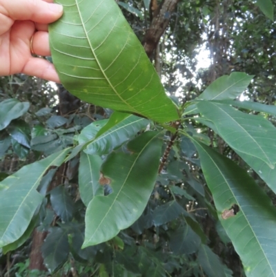 Alstonia spectabilis (Spectacular Alstonia) at Iron Range, QLD - 2 Aug 2024 by lbradley