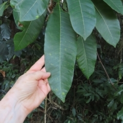 Alstonia spectabilis at Iron Range, QLD - 2 Aug 2024