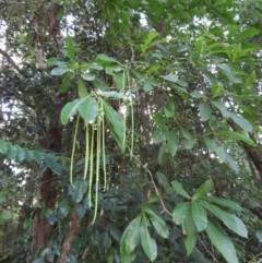 Alstonia spectabilis at Iron Range, QLD - 2 Aug 2024