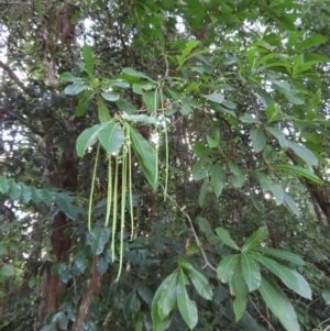 Alstonia spectabilis at Iron Range, QLD - 2 Aug 2024 04:32 PM