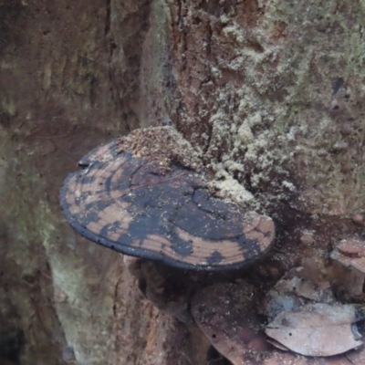 Ganoderma sp. at Iron Range, QLD - 2 Aug 2024 by lbradley