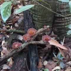 Microporus xanthopus at Lockhart River, QLD - 2 Aug 2024 by lbradley