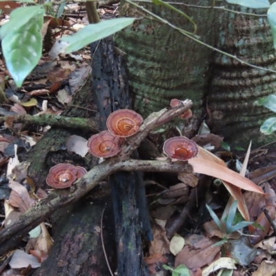 Unidentified Fungus at Lockhart River, QLD - 2 Aug 2024 by lbradley