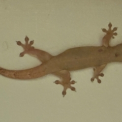 Hemidactylus frenatus (Asian House Gecko) at Lockhart River, QLD - 2 Aug 2024 by lbradley