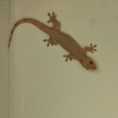 Hemidactylus frenatus at Lockhart River, QLD - 2 Aug 2024 06:12 PM