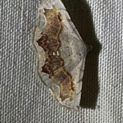 Eublemma pectorora (Boletobiinae) at Lockhart River, QLD - 2 Aug 2024 by lbradley