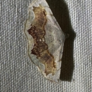 Eublemma pectorora at Lockhart River, QLD - suppressed