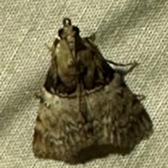 Stericta cletolis (A Pyralid moth (Epipaschinae) at Lockhart River, QLD - 2 Aug 2024 by lbradley