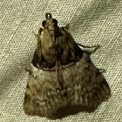 Stericta cletolis (A Pyralid moth (Epipaschinae) at Lockhart River, QLD - 2 Aug 2024 by lbradley