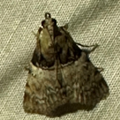 Unidentified Moth (Lepidoptera) at Lockhart River, QLD - 2 Aug 2024 by lbradley