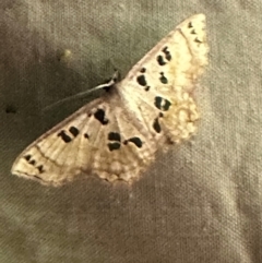 Scopula parvimacula (Sterrhinae) at Lockhart River, QLD - 2 Aug 2024 by lbradley
