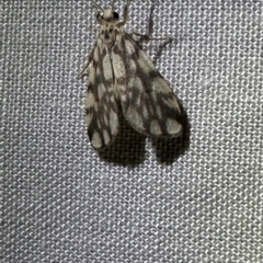 Gymnasura flavia (Lithosiini) at Lockhart River, QLD - 2 Aug 2024 by lbradley