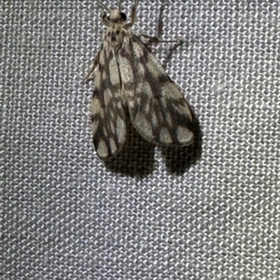 Unidentified Moth (Lepidoptera) at Lockhart River, QLD - 2 Aug 2024 by lbradley