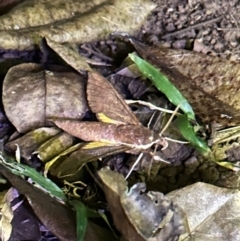 Sphingidae at Lockhart River, QLD - 2 Aug 2024 by lbradley