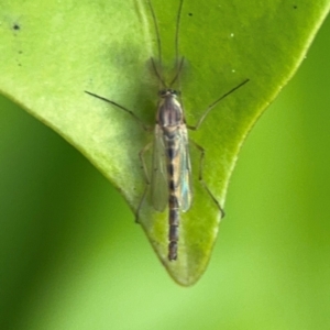 Chironomidae (family) at Port Macquarie, NSW - 2 Aug 2024 04:28 PM