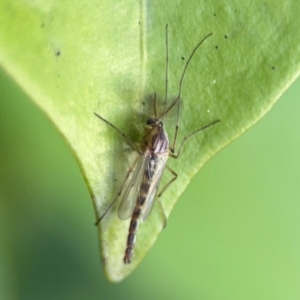 Chironomidae (family) at Port Macquarie, NSW - 2 Aug 2024 04:28 PM