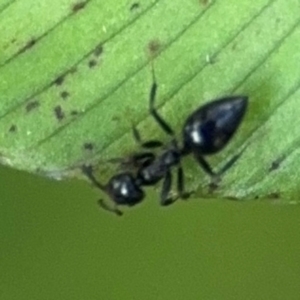 Technomyrmex sp. (genus) at Port Macquarie, NSW - 2 Aug 2024