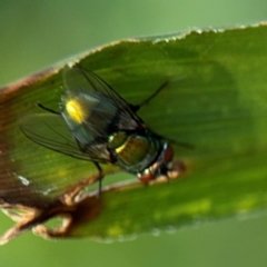 Calliphoridae (family) (Unidentified blowfly) at Port Macquarie, NSW - 2 Aug 2024 by Hejor1