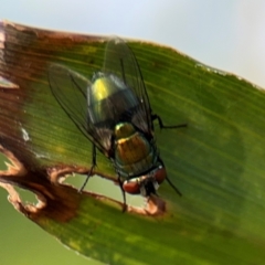 Calliphoridae (family) at Port Macquarie, NSW - 2 Aug 2024 04:31 PM