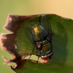 Calliphoridae (family) at Port Macquarie, NSW - 2 Aug 2024 04:31 PM