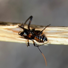 Reduviidae (family) (An assassin bug) at Port Macquarie, NSW - 2 Aug 2024 by Hejor1