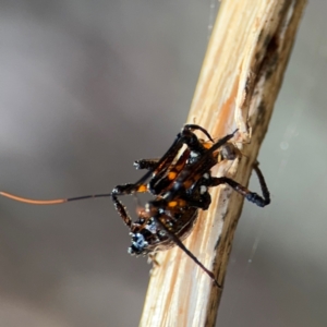 Reduviidae (family) at Port Macquarie, NSW - 2 Aug 2024 04:31 PM